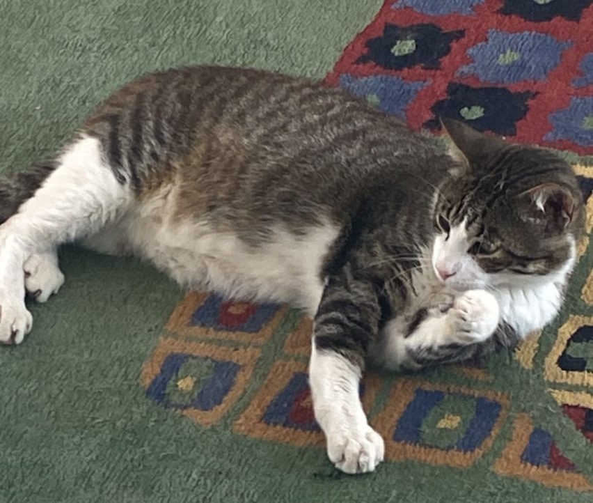 WhatsApp Image 2025-09-03 at 15.08.40